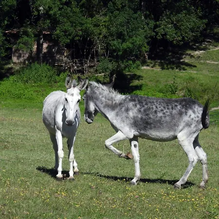 La Ferme Des Paons By Interhome Hébergement de vacances