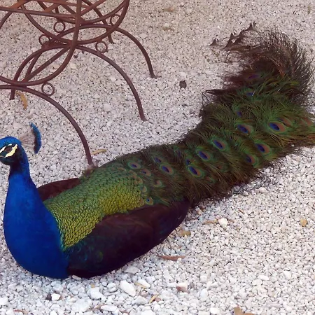 La Ferme Des Paons By Interhome *