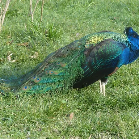 La Ferme Des Paons By Interhome * Montagudet