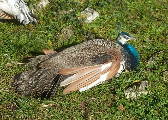 بيت للعطل La Ferme Des Paons By Interhome Montagudet