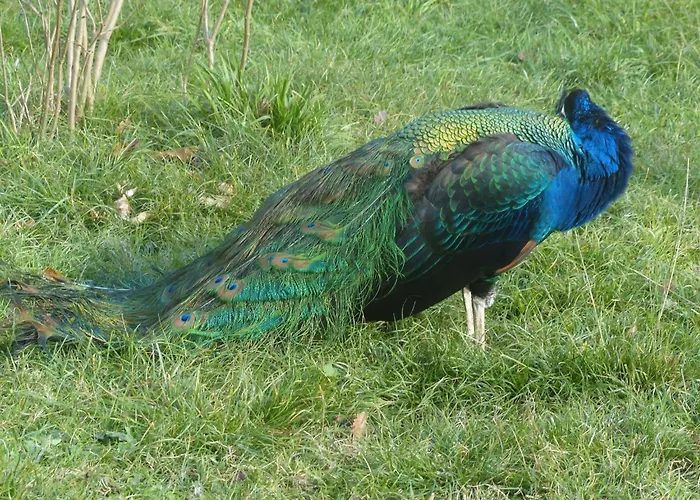 La Ferme Des Paons By Interhome * Montagudet